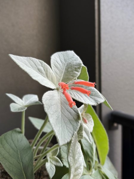 女王